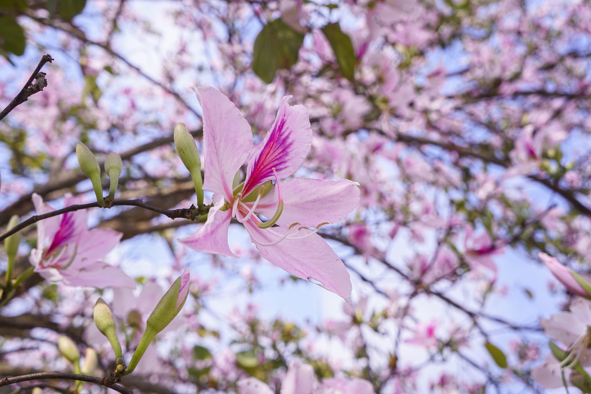 Điện Biên mùa hoa ban