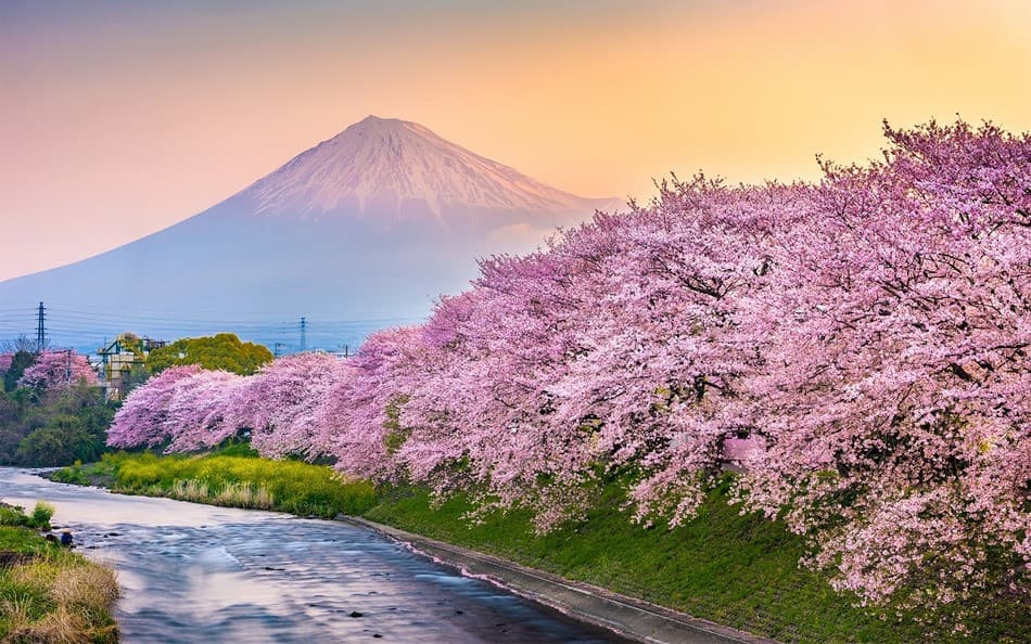 Hoa anh đào cạnh núi Phú Sĩ