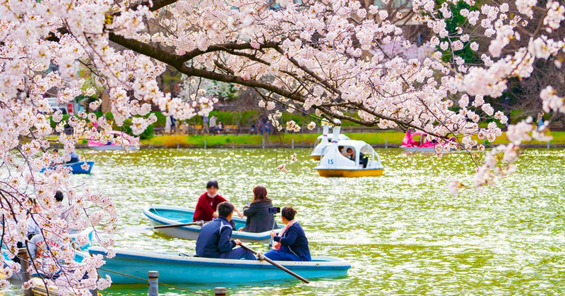 Kinh nghiệm du lịch Nhật Bản mùa xuân