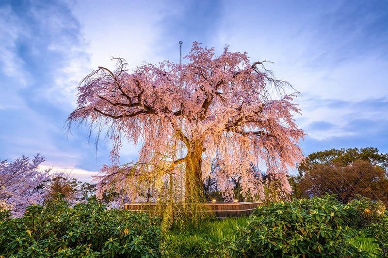Công viên Maruyama mùa hoa anh đào