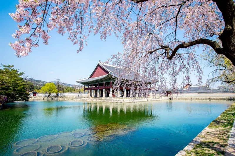 Du lịch Hàn Quốc cung điện Gyeongbokgung mùa hoa anh đào