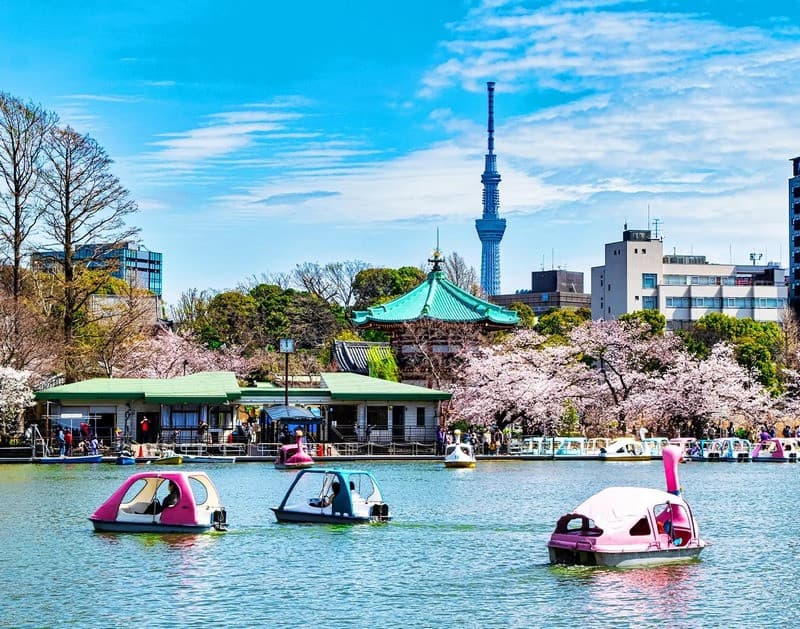 Du lịch mùa hoa anh đào