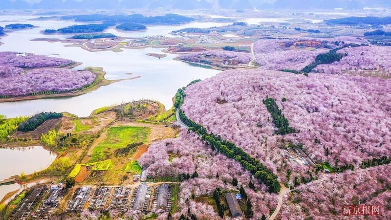 Du lịch Vạn Mẫu Bình Ba Trung Quốc mùa hoa anh đào