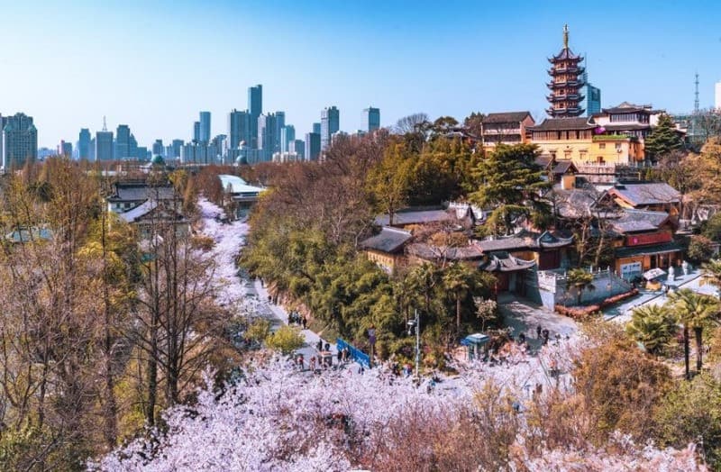 Du lịch mùa hoa anh đào Nam Kinh Trung Quốc