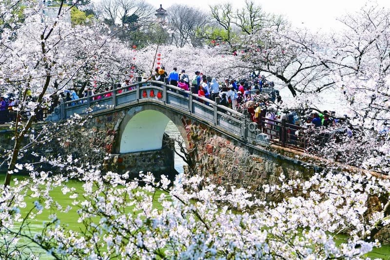 Du lịch mùa hoa anh đào Vô Tích Trung Quốc