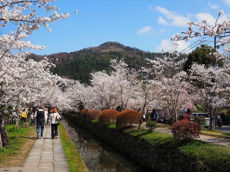 Du lịch mùa hoa anh đào Nhật Bản