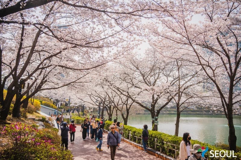 Du lịch hồ Seokchon Hàn Quốc mùa hoa anh đào