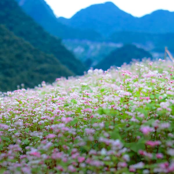 Tour Đông Tây Bắc