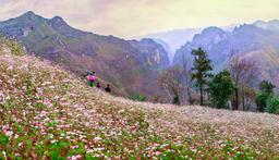 Tour Hà Giang mùa hoa tam giác mạch – Khám phá cao nguyên đá