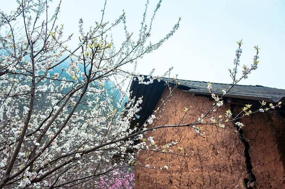 hoa đào nở nhiều và đẹp nhất ở Sủng Là, Phố Bảng, Phó Cáo, Lũng Cú, Ma Lé, Thài Phìn Tủng