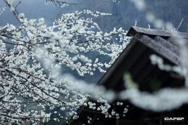 Mận trắng xóa tạo nên một